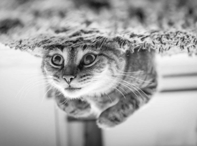 Online psychologist Wasington State, https://bllompsychologist.com