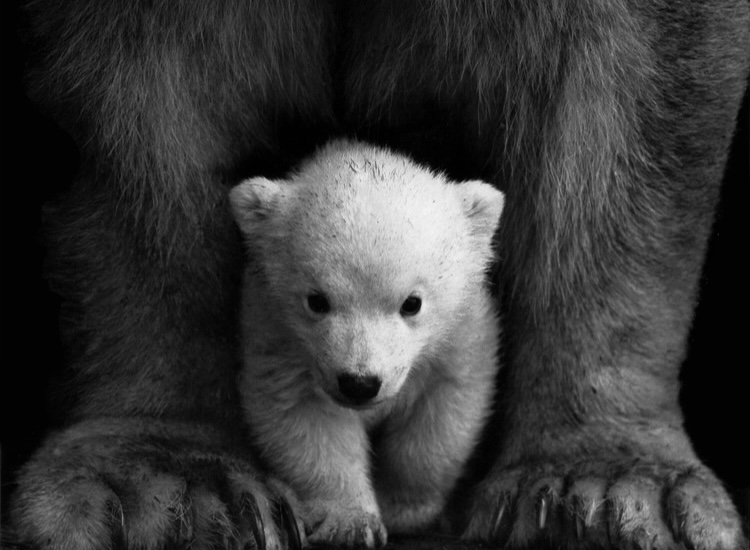 online psychologist washington state, bloompsychologist.com