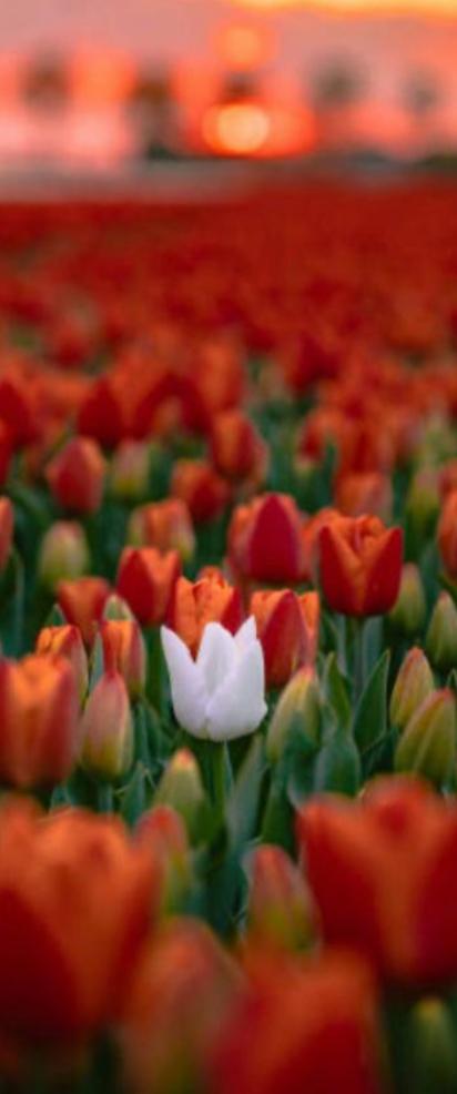 clinical psychologist WA