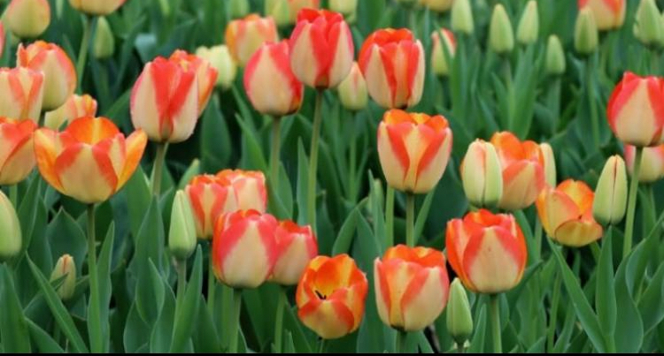 clinical psychologist washington state